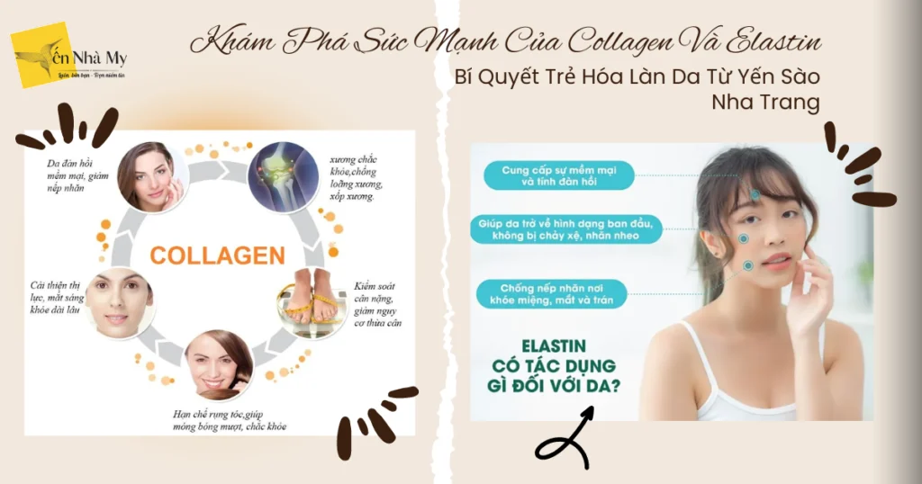 Bí Quyết Trẻ Hóa Làn Da Từ Yến Sào Nha Trang: Khám Phá Sức Mạnh Của Collagen Và Elastin